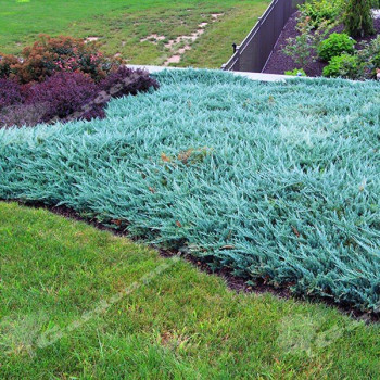 Jałowiec płożący "Blue Chip"