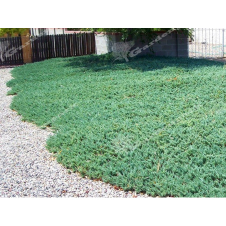 Jałowiec płożący Wiltonii sadzonka