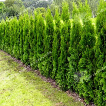 Tuja SZMARAGD (Żywotnik zachodni Smaragd) - sadzonka w super cenie