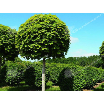 Klon zwyczajny "Globosum"