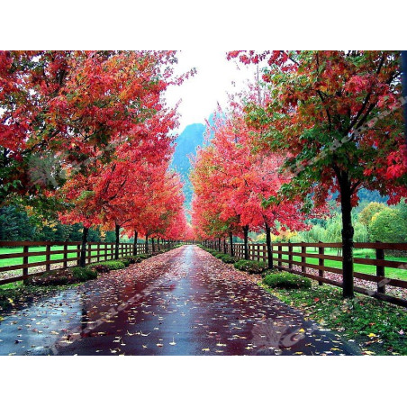 czerwony klon tatarski Ginnala