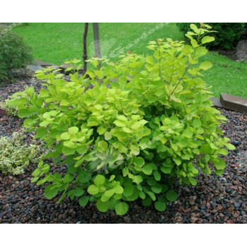 Perukowiec "Golden Spirit"