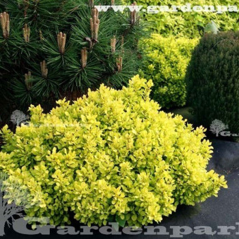 Berberys Bonanza Gold sklep