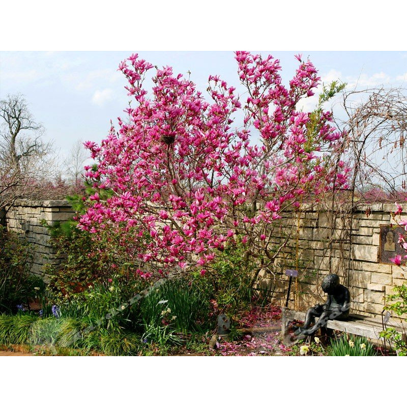 Magnolia Betty sklep