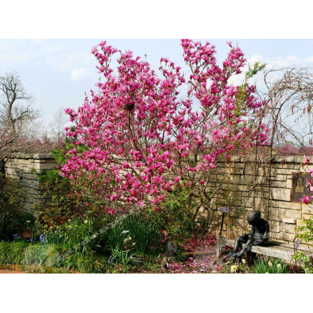 Magnolia Betty sklep