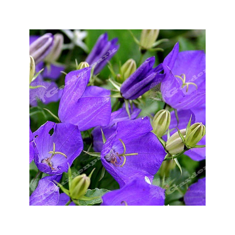 Dzwonek karpacki niebieski cena