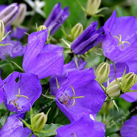 Dzwonek karpacki niebieski cena