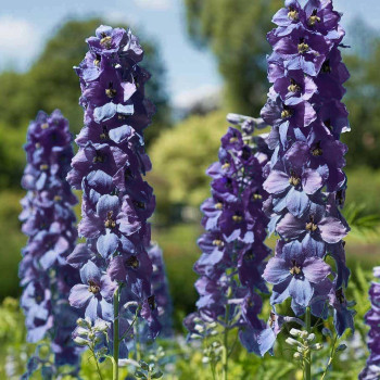 Ostróżka ogrodowa ,Dark Blue with Black Bee
