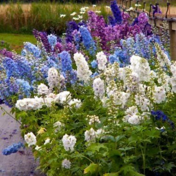 Ostróżka ogrodowa ,Pure WhiteExcalibur