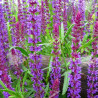 Szałwia omszona Merleau Blue