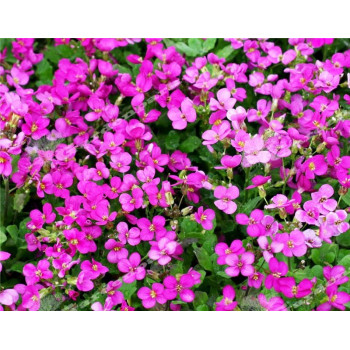 Gęsiówka Kaukaska - Arabis caucasica "Little Treasure Deep Rose"