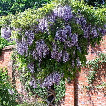 Wisteria floribunda Domino