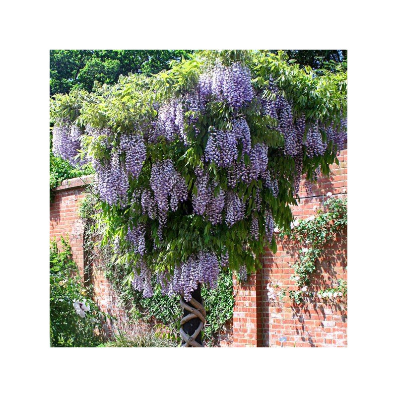 Wisteria floribunda Domino