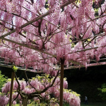 Wisteria (Glicynia) kwiecista Rosea
