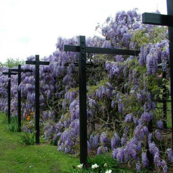 Wisteria (Glicynia)  amerykańska  "Blue Moon"