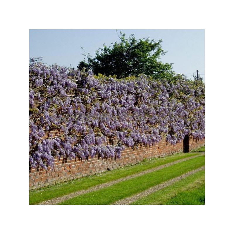 Wisteria kwiecista Issai Perfect"