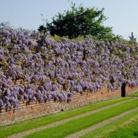 Wisteria kwiecista Issai Perfect"