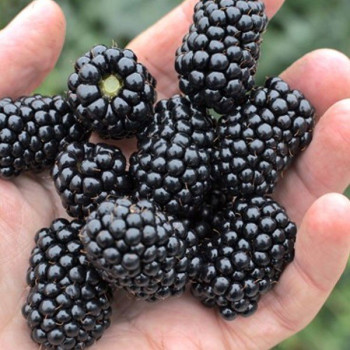 Jeżyna bezkolcowa "Loch Ness"