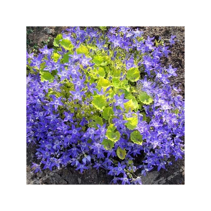 Dzwonek gargański cena