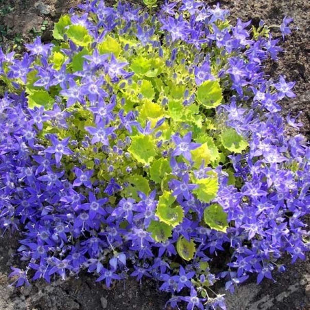 Dzwonek gargański cena