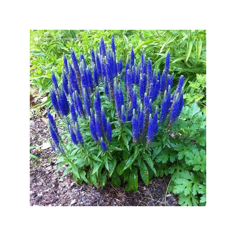 Przetacznik kłosowy Nana Blauteppich sklep