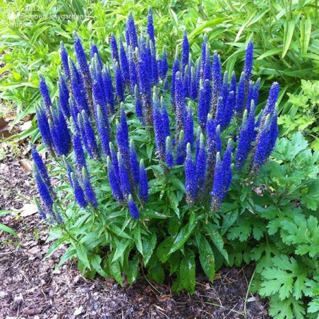 Przetacznik kłosowy Nana Blauteppich sklep