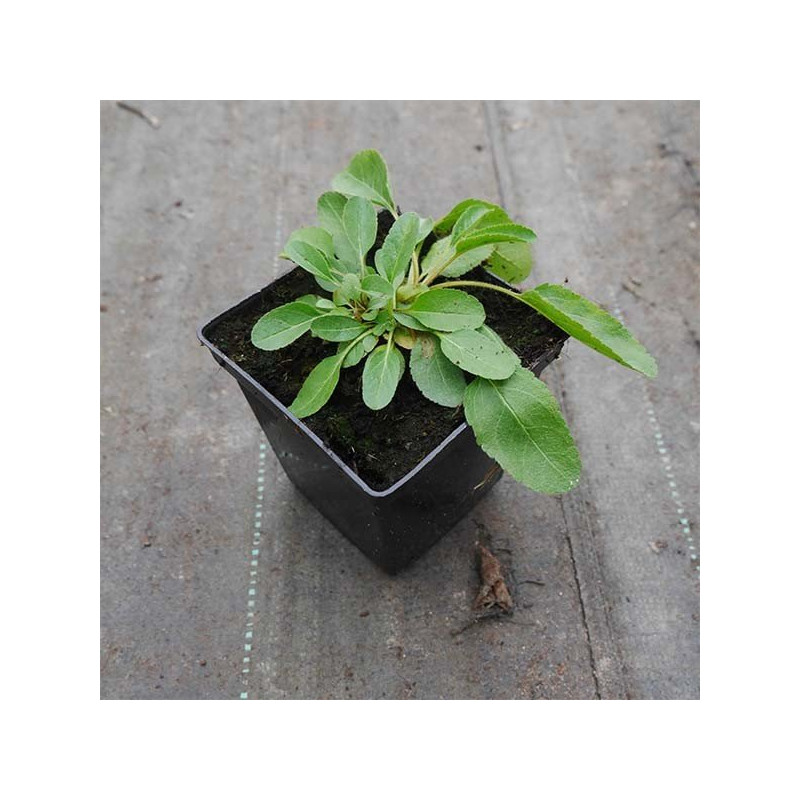 Przetacznik kłosowy Nana Blauteppich sadzonka