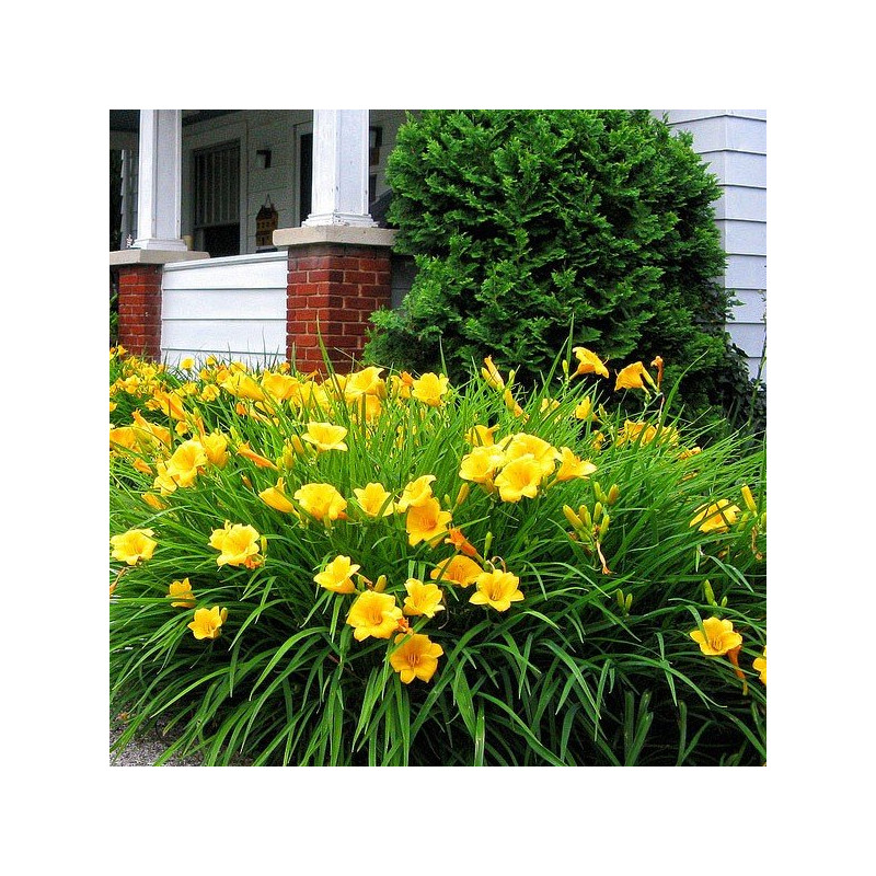 Liliowiec Stella De Oro cena