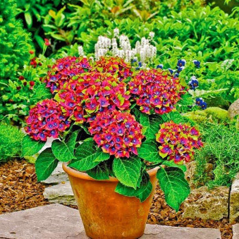 Hortensja ogrodowa 'SCHLOSS WACKERBATH' (SAXON) - Sadzonka 3-letnia