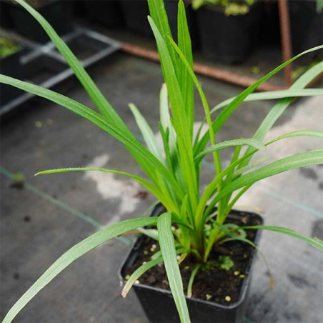 Liatra Kobold sadzonka