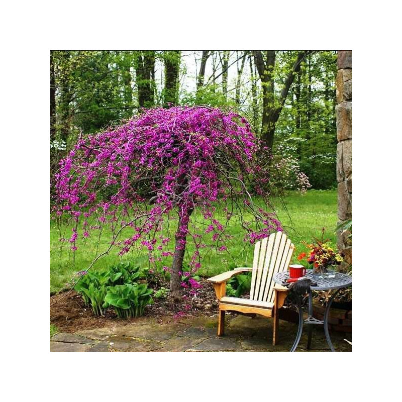 Judaszowiec Kanadyjski sklep