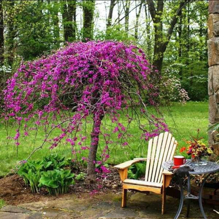 Judaszowiec Kanadyjski sklep