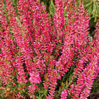 Wrzos czerwony "Athene"