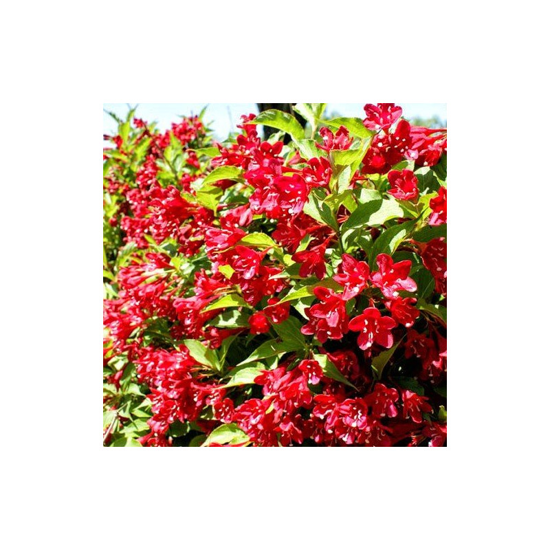 Krzewuszka cudowna Red prince