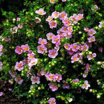 Pięciornik krzewiasty "Pink Beauty" 