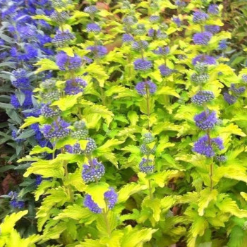 Barbula klandońska "HINT OF GOLD"