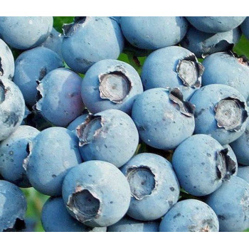 Borówka amerykańska "BLUEGOLD" - SADZONKA