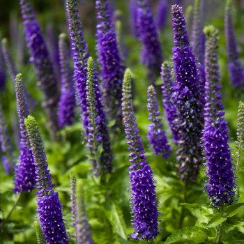 Przetacznik niebiesko-fioletowy (Veronica porphyriana)