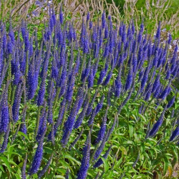 Przetacznik Długolistny "Blue Shades" (Veronica Longifolia)
