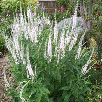 Przetacznik Długolistny "Alba" (Veronica Longifolia)