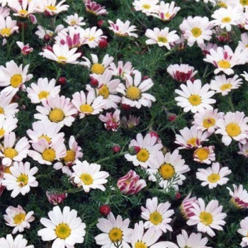 Bertram Marokański "SILVER KISSES" (Anacyclus Depressus)