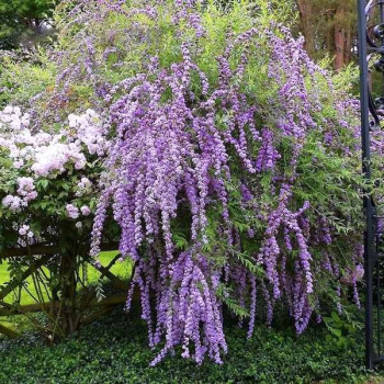 Budleja skrętolistna