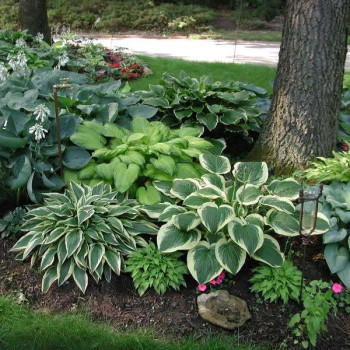 Funkia "Austin Dickinson"