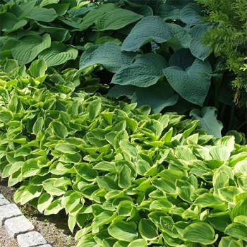 Funkia "Golden Tiara"