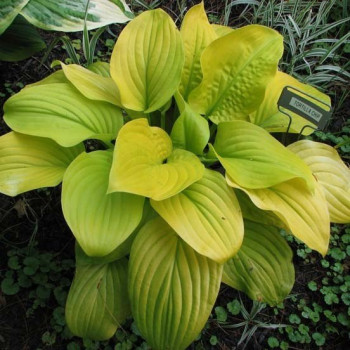 Funkia "Tortilla Chip"