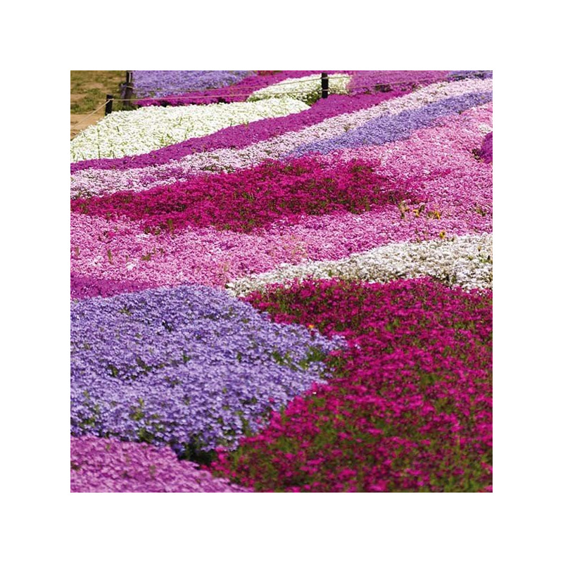 Floks Mcdaniel's Cushion