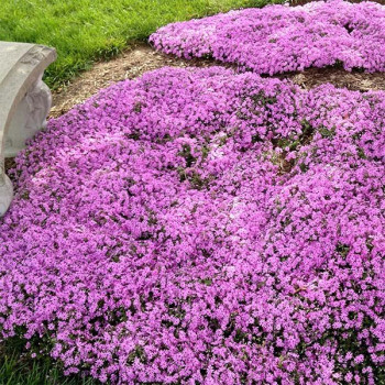 Floks szydlasty "Fort Hill"