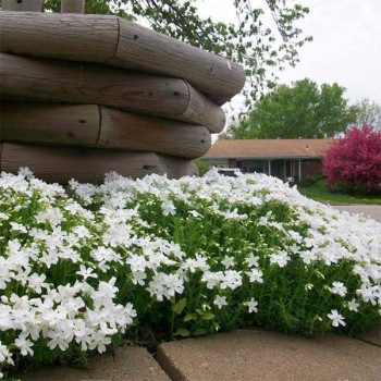 Floks szydlasty "WHITE DELIGHT"