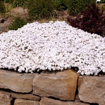 Floks szydlasty "AMAZING GRACE"