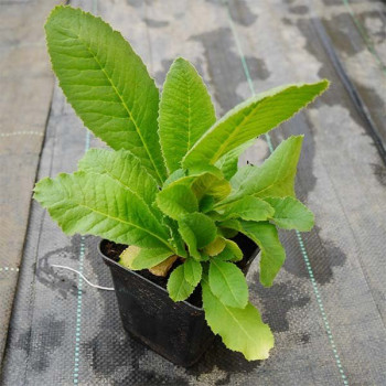 Pierwiosnek ząbkowany "Blue Selection" (primula Denticulata)